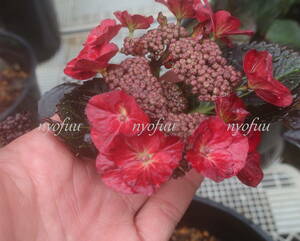 ∮ affordable kind seedling registration goods kind pressure volume. black .! copper leaf hyde Ran jia after midnight red flower hydrangea black diamond Monde purple . flower ....⑦