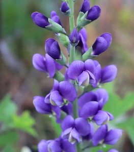 ∮ super superior article kind baptisia blueberry Sunday purple . kind sen large is gi thousand fee Hagi enduring cold . root .. flower ground .. gardening 