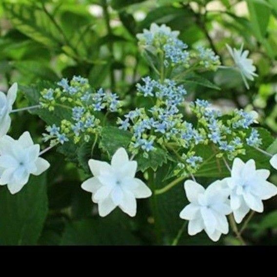 紫陽花墨田の花火の苗