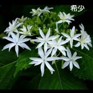 白い紫陽花の挿し穂2本