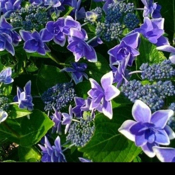 紫陽花の苗①
