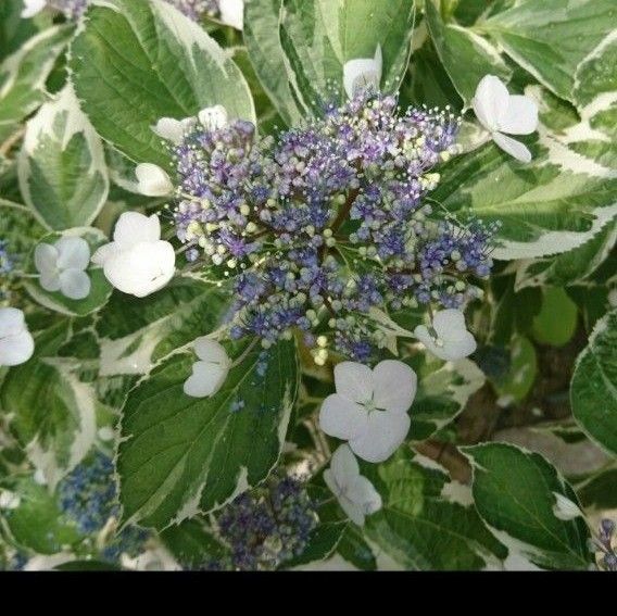 C紫陽花の挿し穂2本