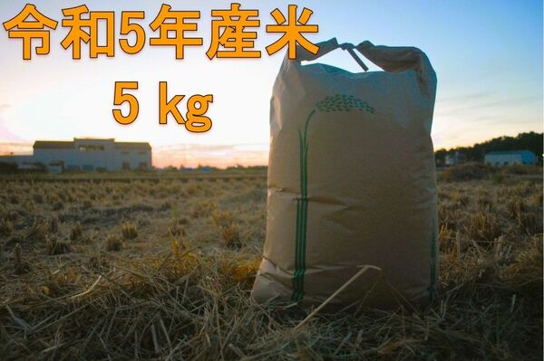 令和5年産　ヒノヒカリ　5kg　玄米