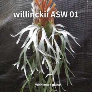 [..] willinckii ASW 01 staghorn fern 