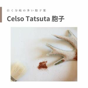 [胞子] Celso Tatsuta　セルソタツタ ビカクシダ