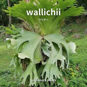 [..] wallichiiwalichi- staghorn fern 