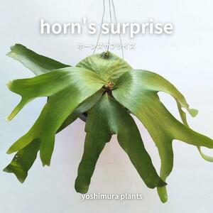 [胞子] horn's surprise ホーンズサプライズ　ビカクシダ