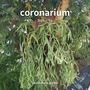 [..] coronarium Corona lium staghorn fern 