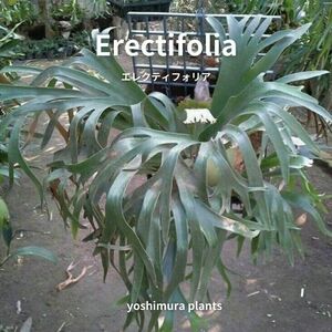 [胞子] Erectifolia エレクティフォリア　　ビカクシダ