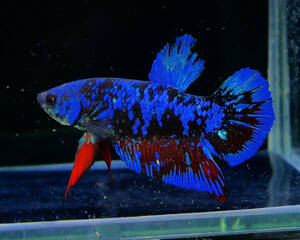 [PoPo Betta] betta C8 PK avatar black Star nebyula* Indonesia direct import * explanatory note please verify 12/28