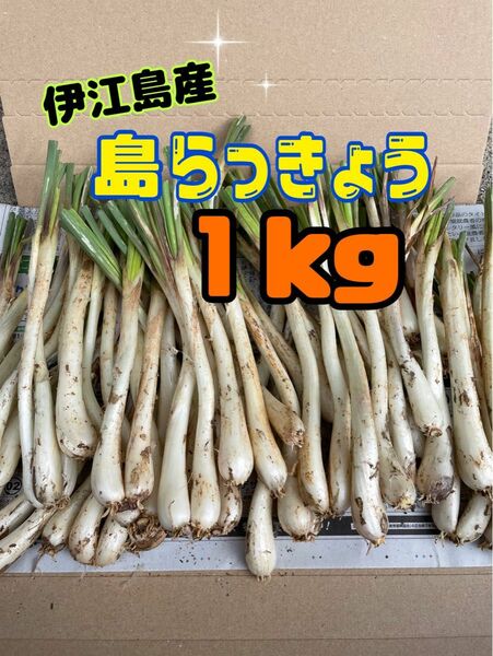 沖縄　伊江島産　島らっきょう　１キロ