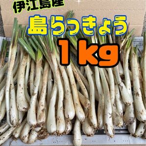 沖縄　伊江島産　島らっきょう　１キロ