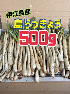 沖縄　伊江島産　島らっきょう　500g