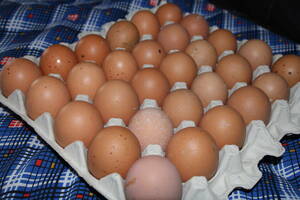  limited time special price!20 piece Boris Brown [ meal for have . egg ] meal for egg 