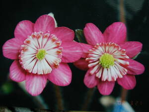 斑入り山野草　雪割草種子♀《【女帝×♀（初鏡×亀姫）】》　×　♂（初鏡×紅すだれ）　セルフ　№　８７　送料無料。