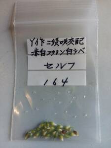 斑入り山野草　雪割草種子　Y 二段咲交配赤白覆輪白しべ　セルフ　№　１６４　送料無料。