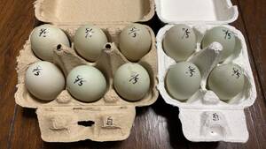 【食用】コールダック　5月5日　白×白　グループ　有精卵　10個　送料無料