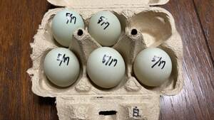 【食用】コールダック　5月17日　白×白　グループ　有精卵　5個　送料無料