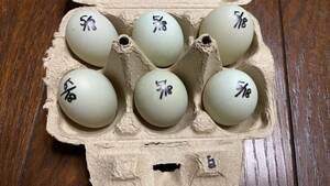 【食用】コールダック　5月18日　白×白　グループ　有精卵　6個　送料無料
