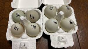 【食用】コールダック　 A　5月19日　有精卵　8個　送料無料