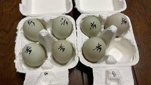 【食用】コールダック　5月19日　白×白　グループ　有精卵　7個　送料無料