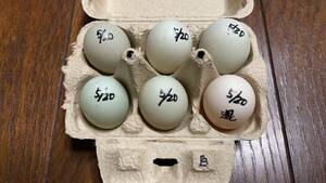 【食用】コールダック　5月20日　白×白　グループ　有精卵　5個　アプリコット１個　送料無料