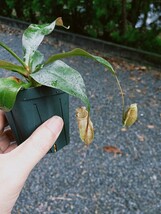 Nepenthes Suki　ネペンテス　ウツボカズラ　スキ　食虫植物　観葉植物_画像2