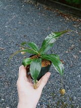 Nepenthes Suki　ネペンテス　ウツボカズラ　スキ　食虫植物　観葉植物_画像6