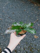 Nepenthes Suki　ネペンテス　ウツボカズラ　スキ　食虫植物　観葉植物_画像3
