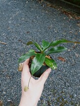 Nepenthes Suki　ネペンテス　ウツボカズラ　スキ　食虫植物　観葉植物_画像5