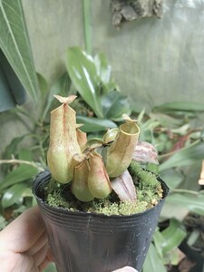 Nepenthes gracilis sport ネペンテス　ウツボカズラ　グラシリス　スポート　食虫植物　観葉植物