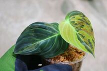 No.08/-TGK-r40206- /Philodendron Melanochrysum “Variegated”/フィロデンドロン メラノクリサム斑入り_画像1