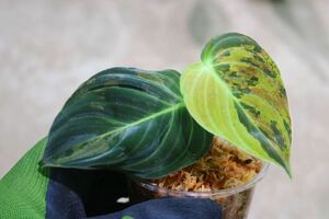 No.08/-TGK-r40206- /Philodendron Melanochrysum “Variegated”/フィロデンドロン メラノクリサム斑入り