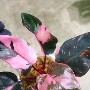 No.01/-TGK-r50404-/Philodendron Pink princess ’Marble king‘/フィロデンドロン ピンクプリンセンス ’マーブルキング‘の画像4