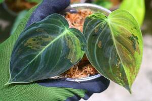 No.03/-TGK-r40206- /Philodendron Melanochrysum “Variegated”/フィロデンドロン メラノクリサム斑入り