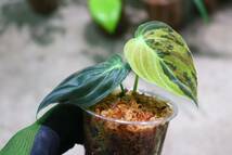 No.08/-TGK-r40206- /Philodendron Melanochrysum “Variegated”/フィロデンドロン メラノクリサム斑入り_画像2