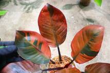 No.026/-TGK-r50404-/Philodendron Black Cardinal 'Variegated No.2'/フィロデンドロン ブラック カーディナル 斑入り_画像3