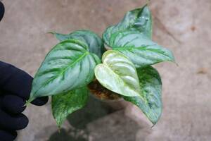 No.027/-TGK-/Philodendron sodiroi ’Variegated‘/フィロデンドロン ソディロイ 斑入り