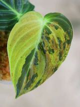 No.08/-TGK-r40206- /Philodendron Melanochrysum “Variegated”/フィロデンドロン メラノクリサム斑入り_画像4