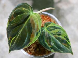 No.06/-TGK-r40206- /Philodendron Melanochrysum “Variegated”/フィロデンドロン メラノクリサム斑入り