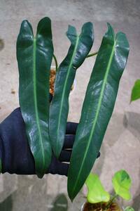 No.032/-TGK-/フィロデンドロン スピリタスサンクチ Philodendron spiritus sancti from Brazil 