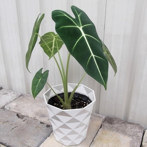 「アロカシア・フリデック＊Alocasia micholitziana Frydek＊グリーンベルベット」4.5号　写真同等品　