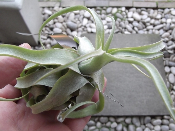 「チランジア・ストレプトフィラ＊Tillandsia streptophylla＊エアプランツ」写真同等品　