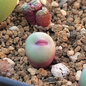 コノフィツム Conophytum 激レア　原種　pageae 