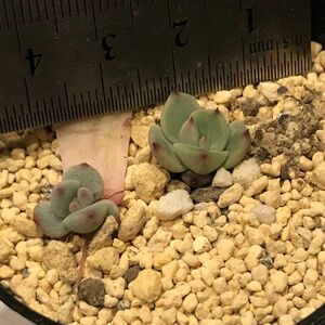 多肉植物　希少　ざわわ×黒爪ザラゴーサの交配種　2種　