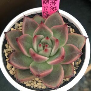 多肉植物　ルイパパ苗　紅桃花×中里リンゼアナ　札付き