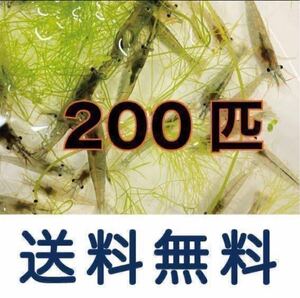 ミナミヌマエビ200匹+α 釣り餌　生き餌1