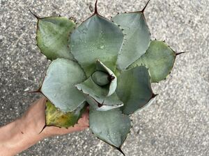 アガベ パリー トランカータ Agave parryi truncata 美白良親株　新鮮抜き苗3日間限定！