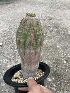 Euphorbia obesa ユーフォルビア　オベサ　大株