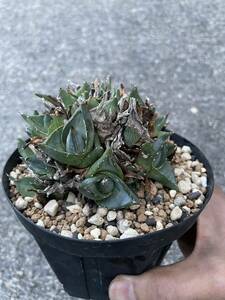 アガベ　プミラ　クレステッド（クラスターフェスト）　Agave pumila crested